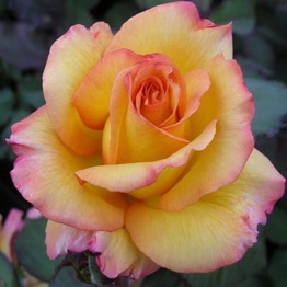 ROSE FREDDIE MERCURY